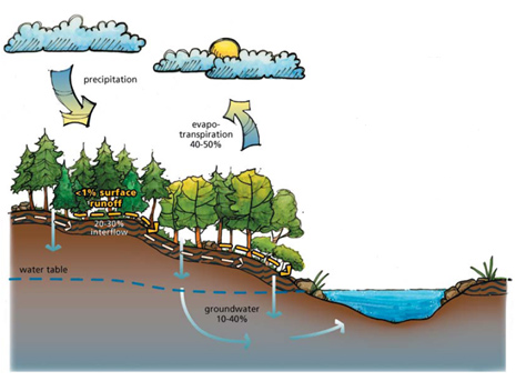 Cartoon Water Cycle Pictures