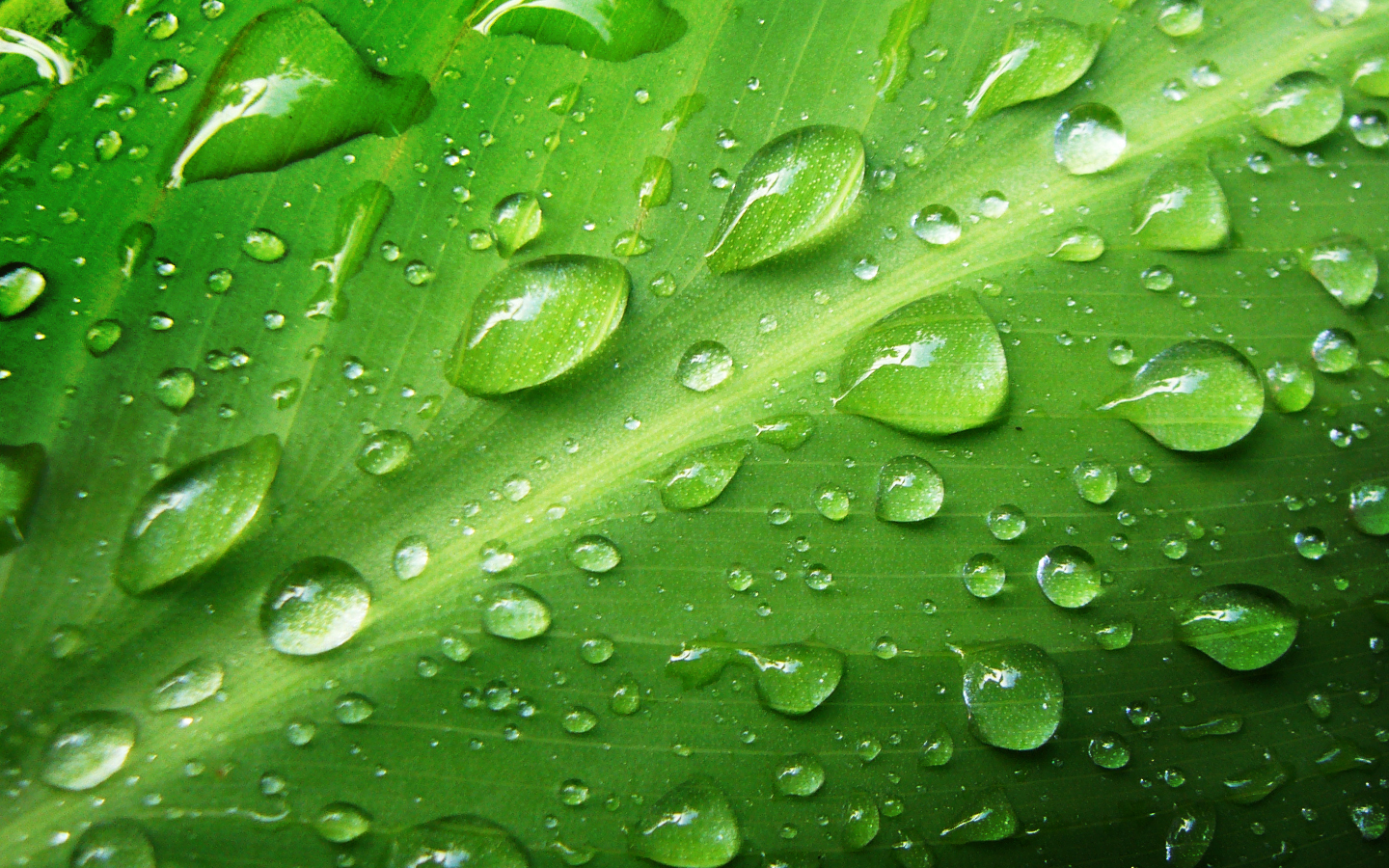 Green Water Drops Wallpaper