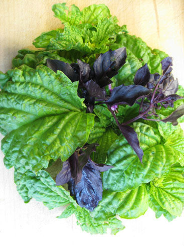 Lettuce Leaf Basil Plants