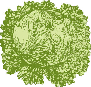 Lettuce Leaf Clip Art