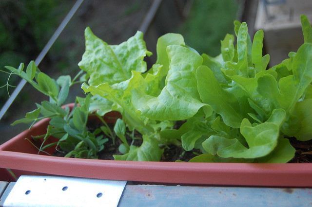 Lettuce Planter Box