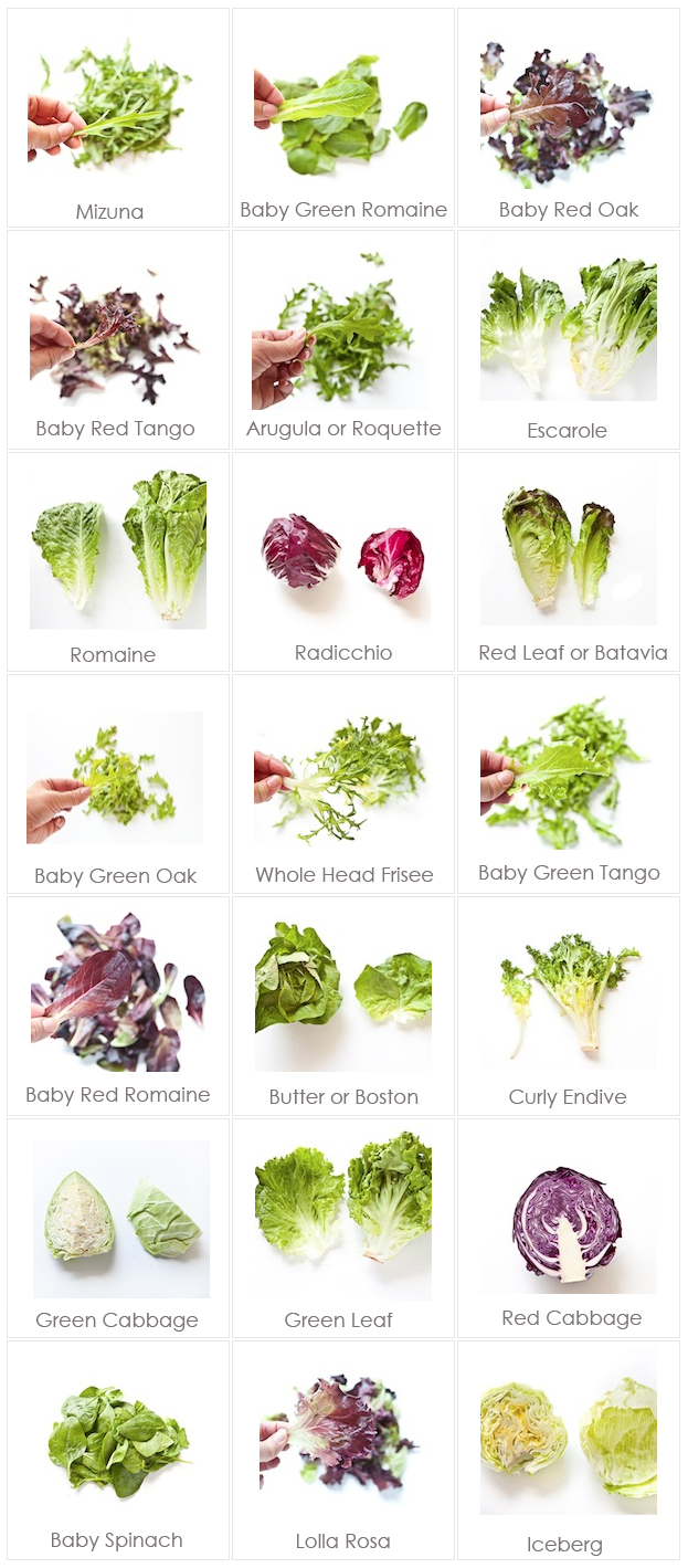 Lettuce Varieties Pictures