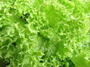 Lettuce Varieties Pictures