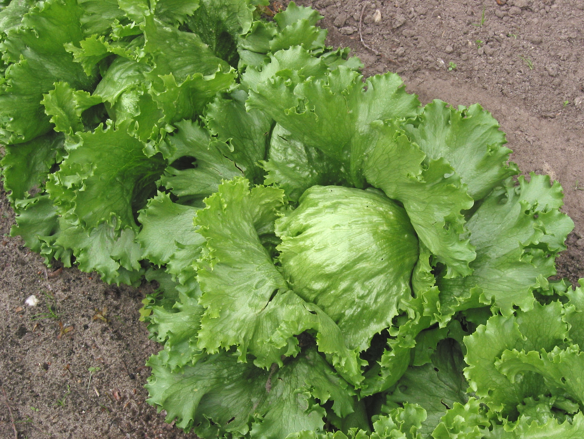 Pictures Of Lettuce Plants