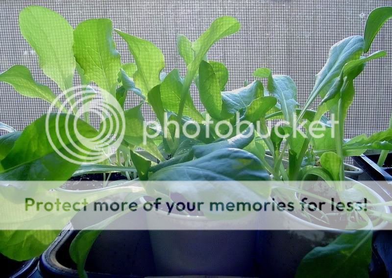 Pictures Of Lettuce Plants