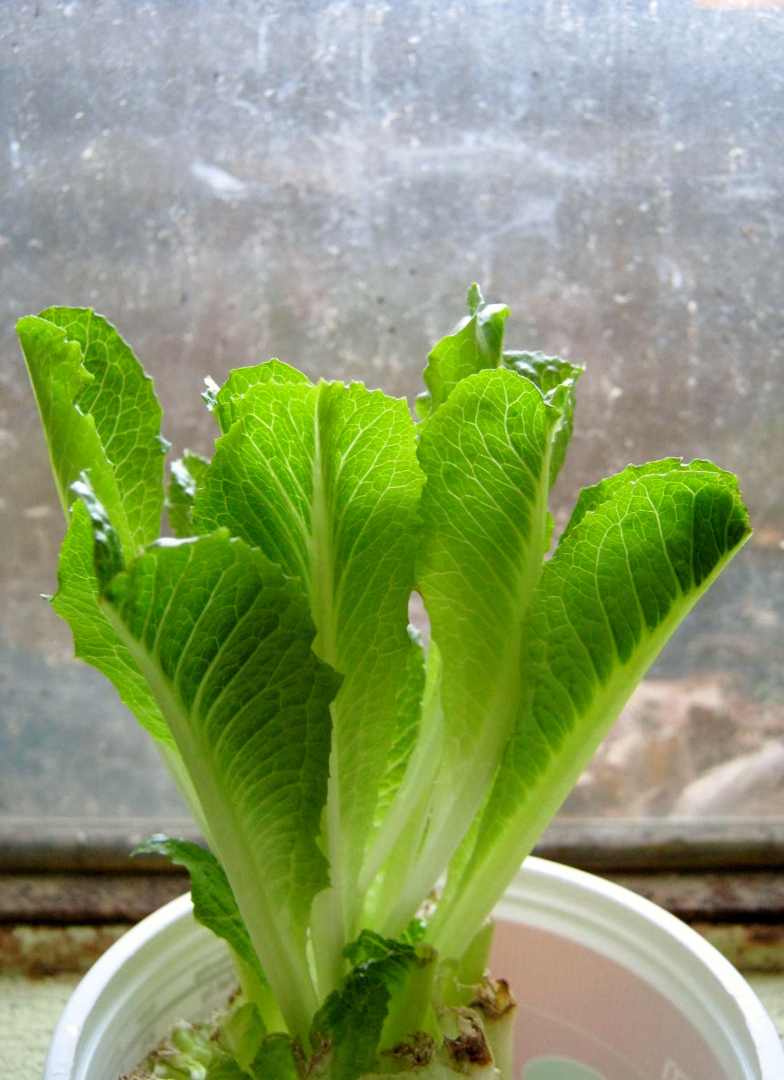 Romaine Lettuce Plant