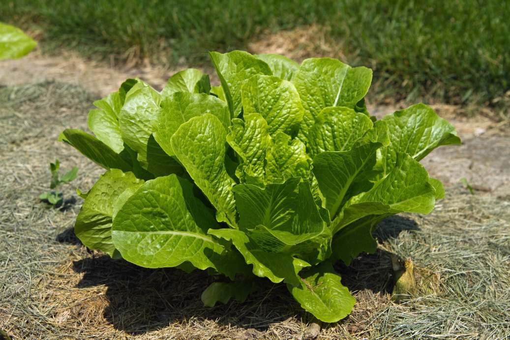Romaine Lettuce Plant Spacing