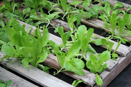 Romaine Lettuce Planting Instructions