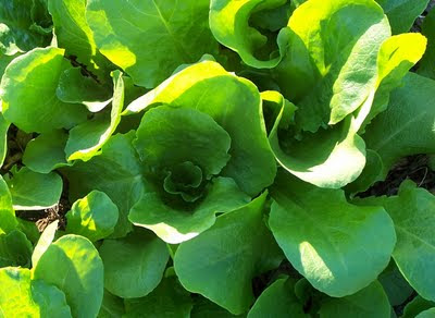 Romaine Lettuce Planting Instructions