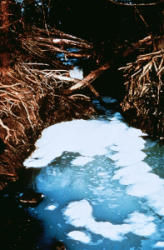 Water Pollution Causes And Effects
