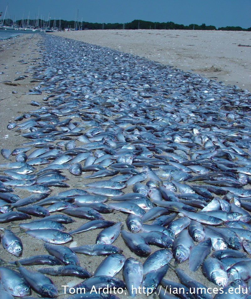 Water Pollution Fish Kill