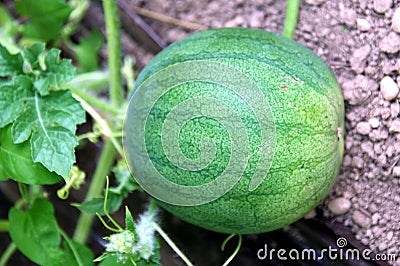 Watermelon Plant Not Producing Fruit