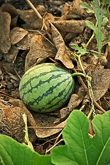 Watermelon Plant Pictures