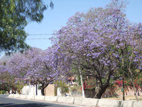 March Mexico